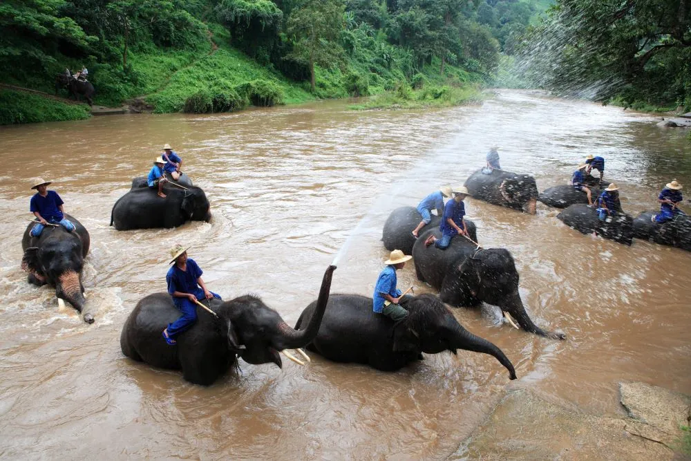 Mae Taeng Elephant Camp — photo 4