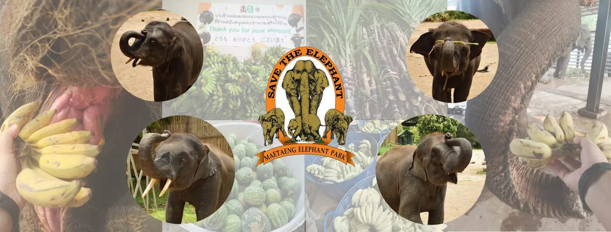 Mae Taeng Elephant Camp