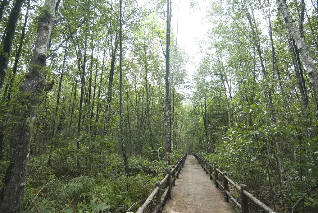 Mangrove Arboretum
