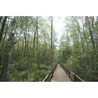 Mangrove Arboretum