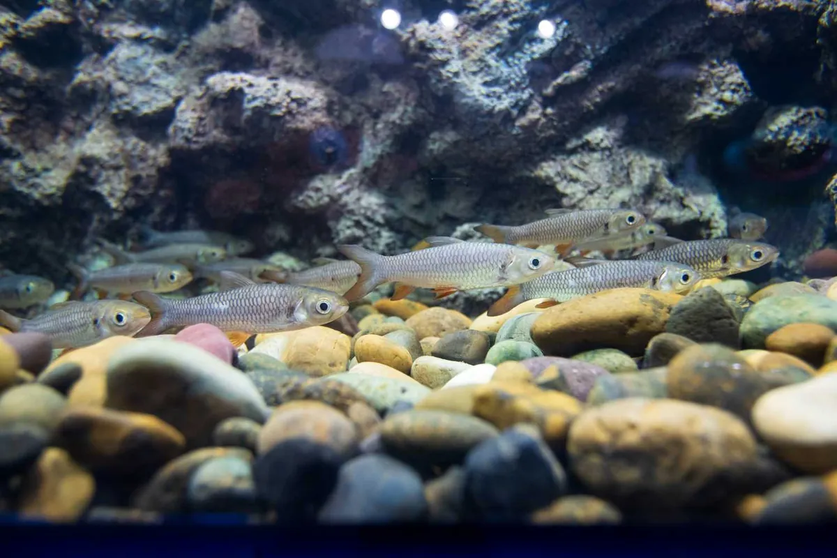 Mekong Underwater World — photo 3