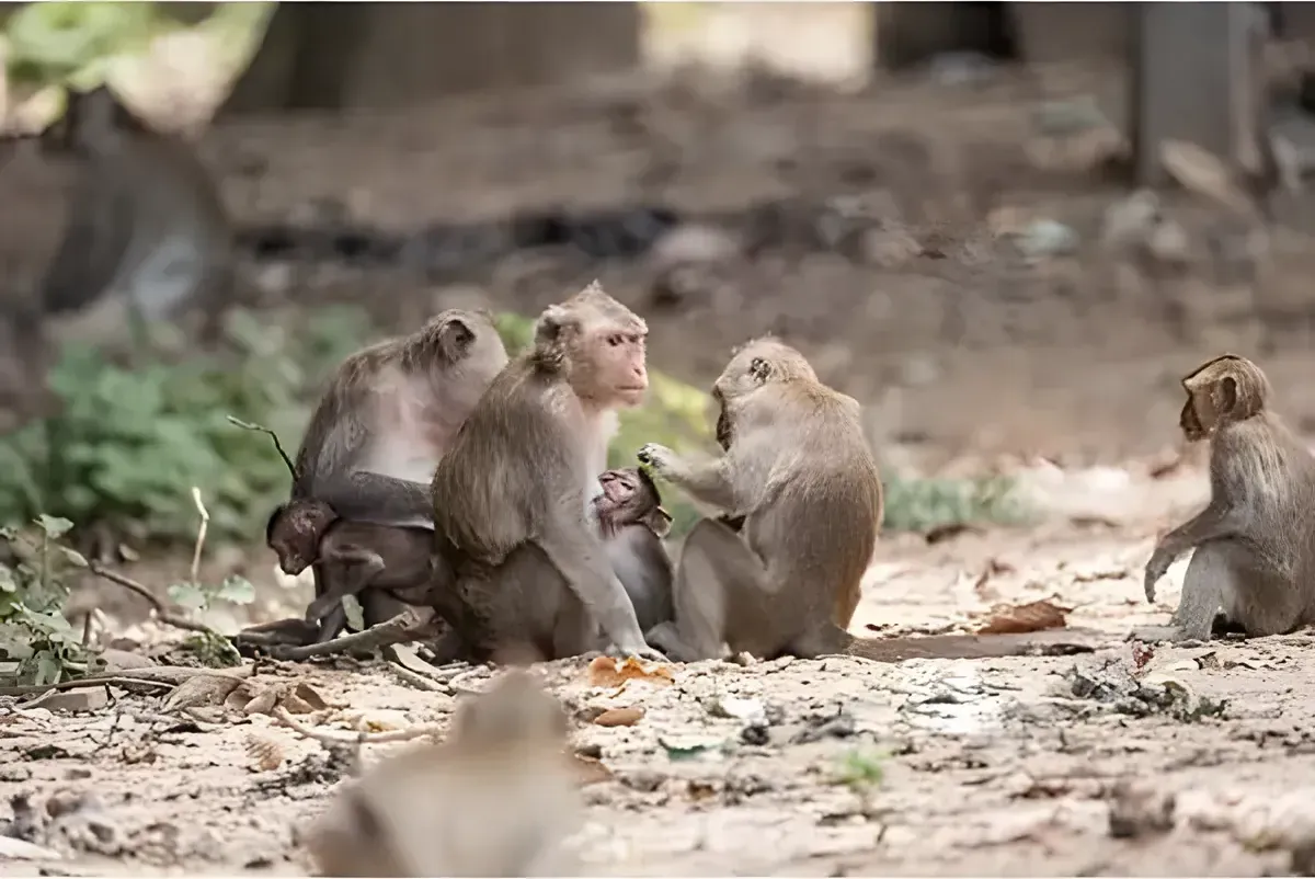 Monkey Park