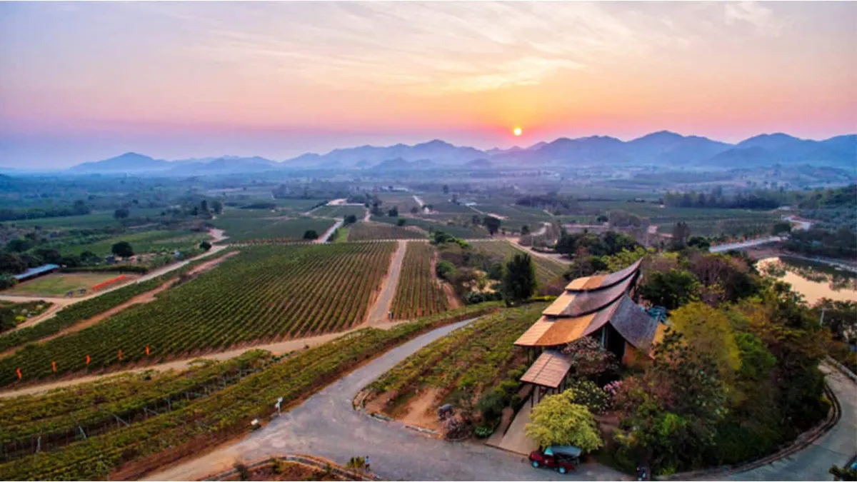 Monsoon Valley Vineyard