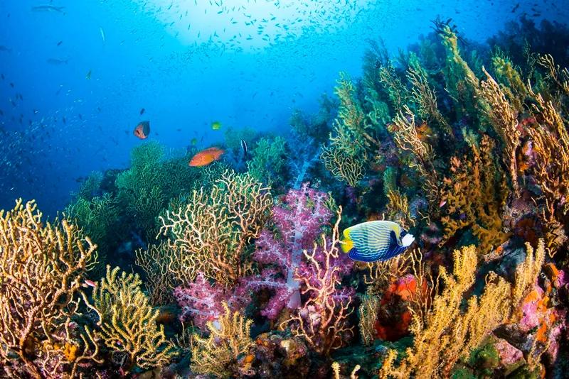 Mu Ko Similan National Park — photo 2