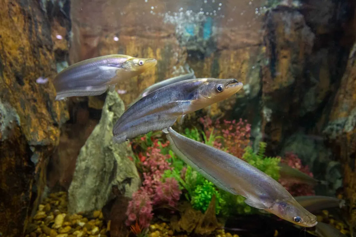 Mueang Roi Et Municipality Aquarium — photo 3