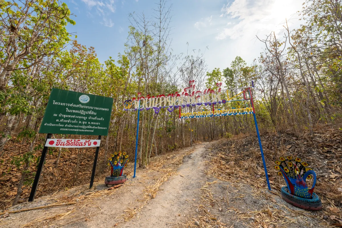 Natural Thai Peacock Forest — photo 2