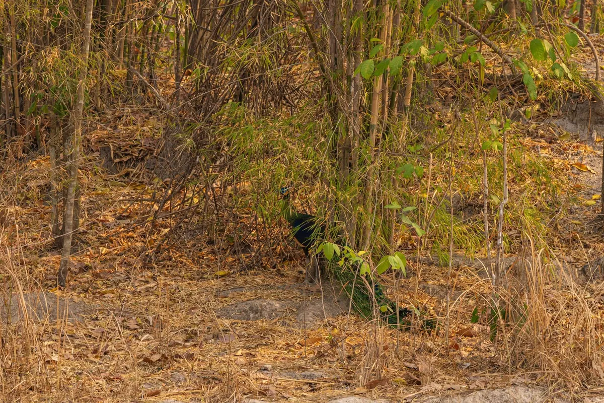 Natural Thai Peacock Forest