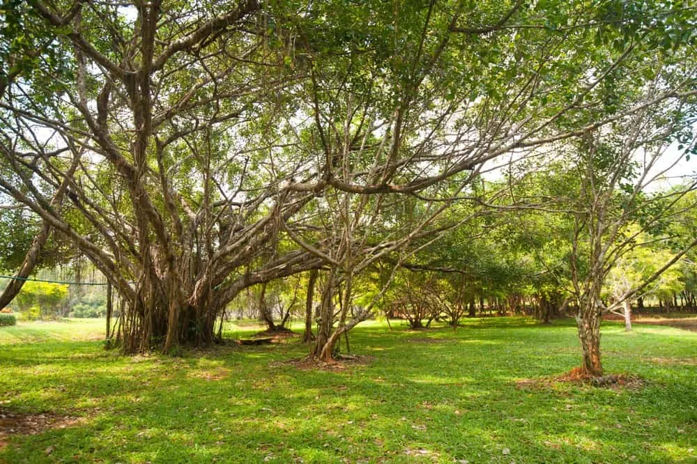 Northeastern Literature Botanic Garden