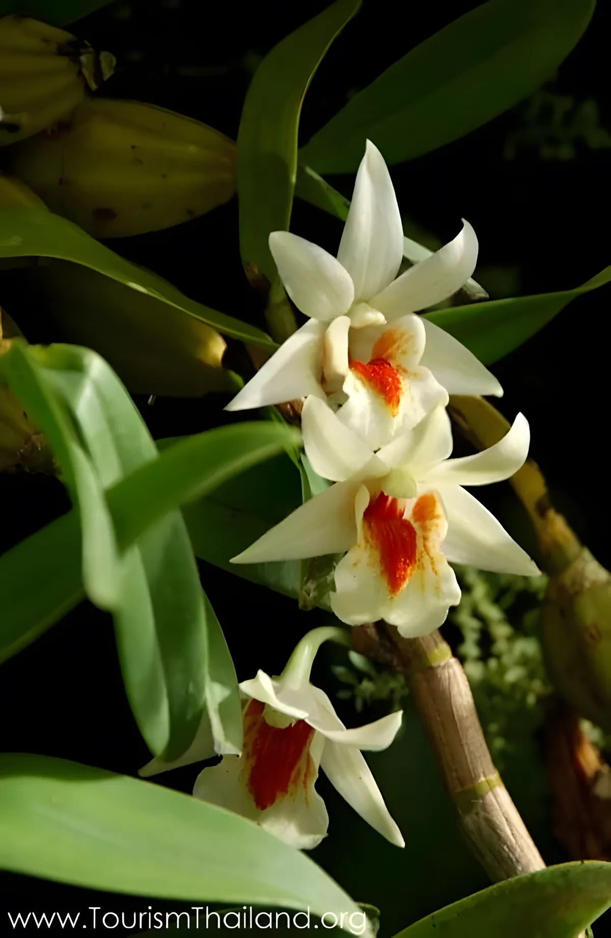 Orchid Garden and Butterfly Farm