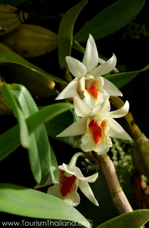 Orchid Garden and Butterfly Farm