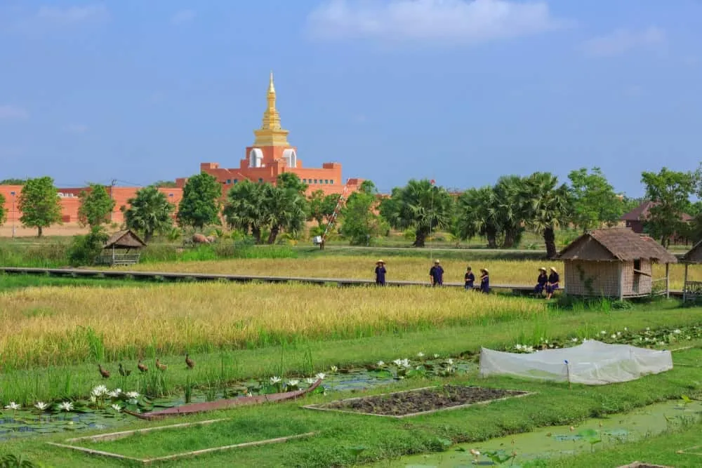 Organic Agriculture Project in Sukhothai