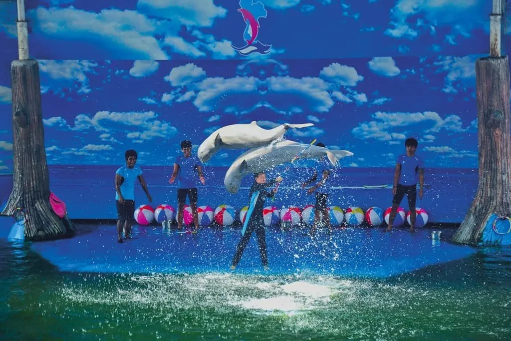 Pattaya-Dolphin World And Resort