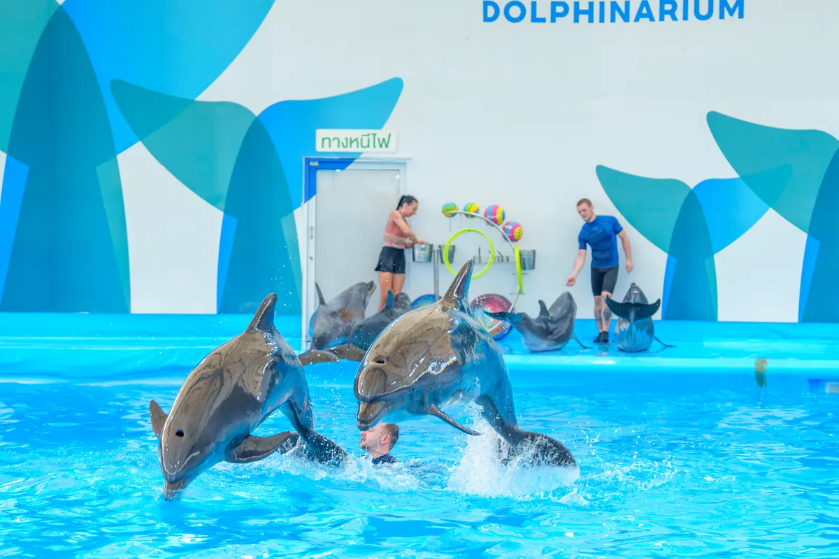 Pattaya Dolphinarium — photo 5