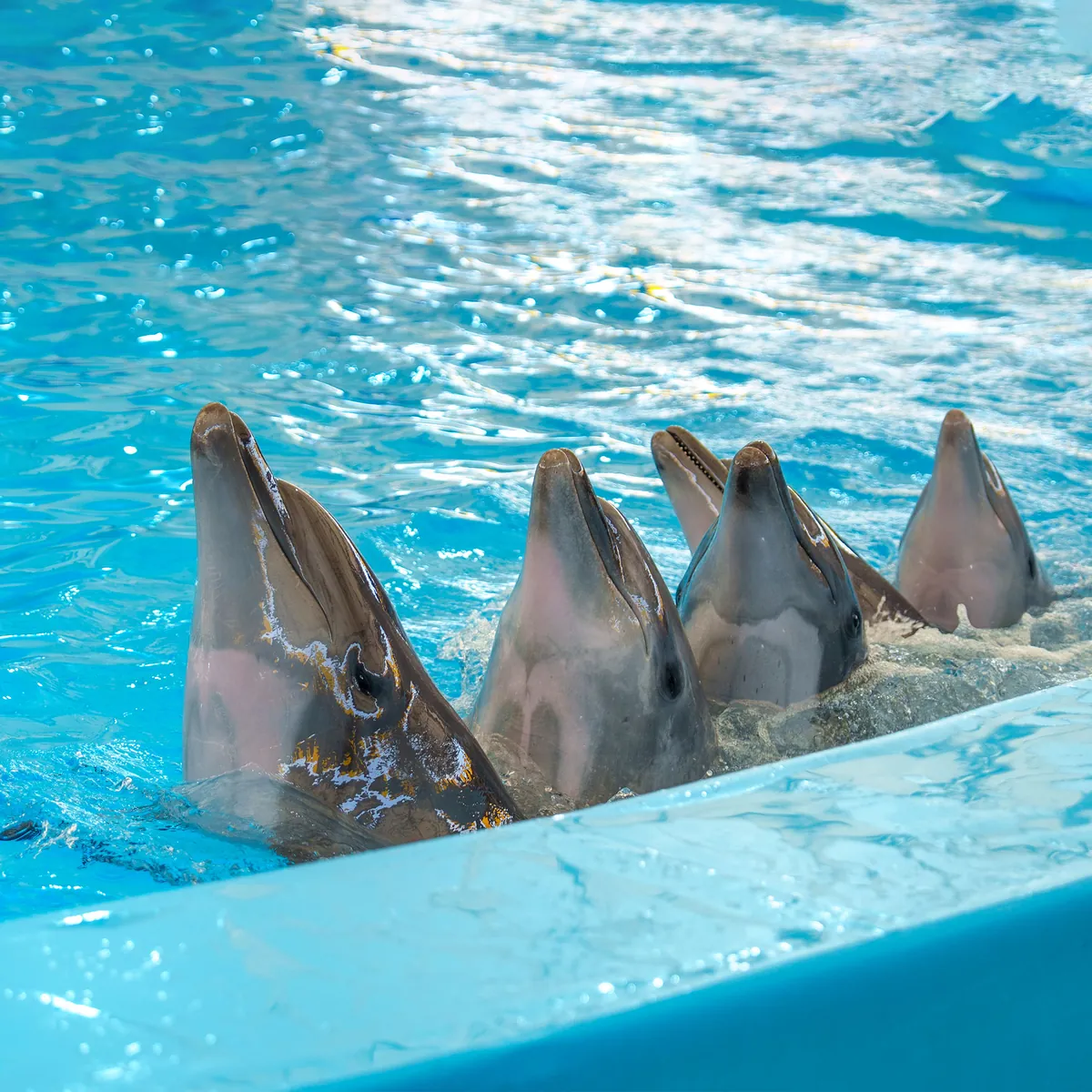 Pattaya Dolphinarium — photo 4