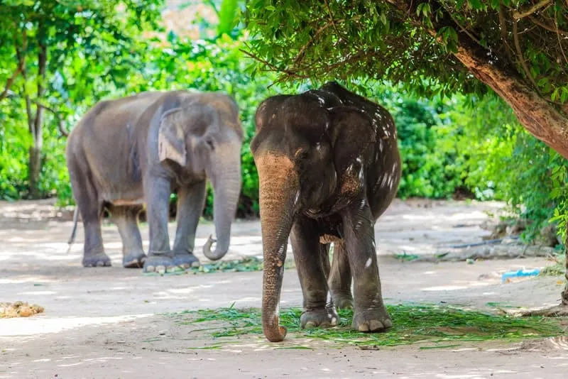 Pattaya Elephant Village
