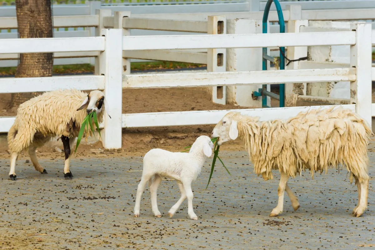 Pattaya Sheep Farm — photo 2