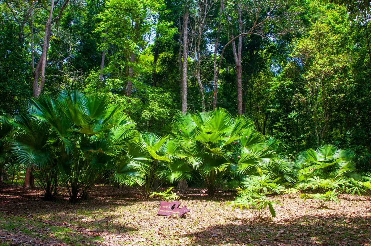 Peninsular Botanic Garden (Thung Khai) — photo 2