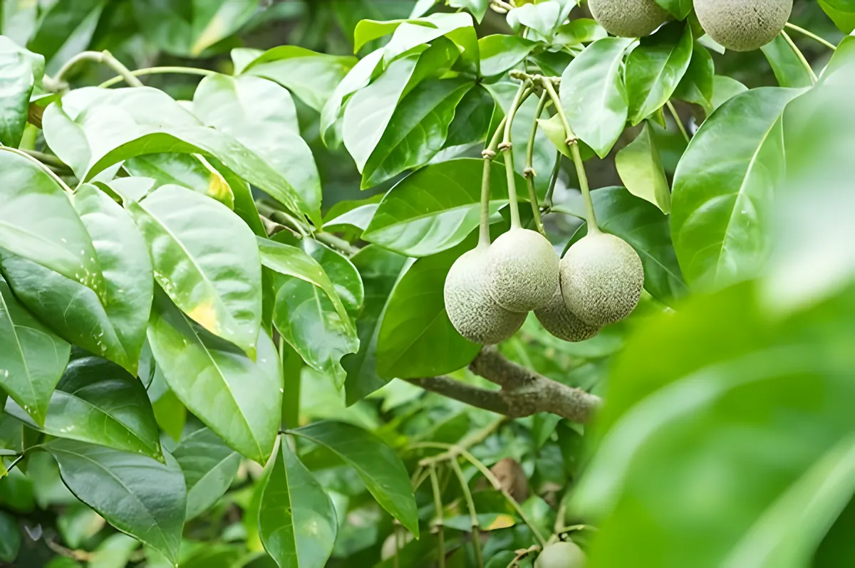 Phattalung Botanical Garden