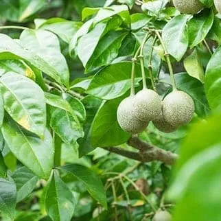 Phattalung Botanical Garden