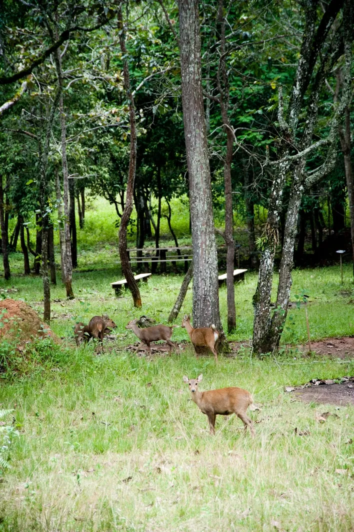 Phu Khiao-Wildlife Reserve — photo 3