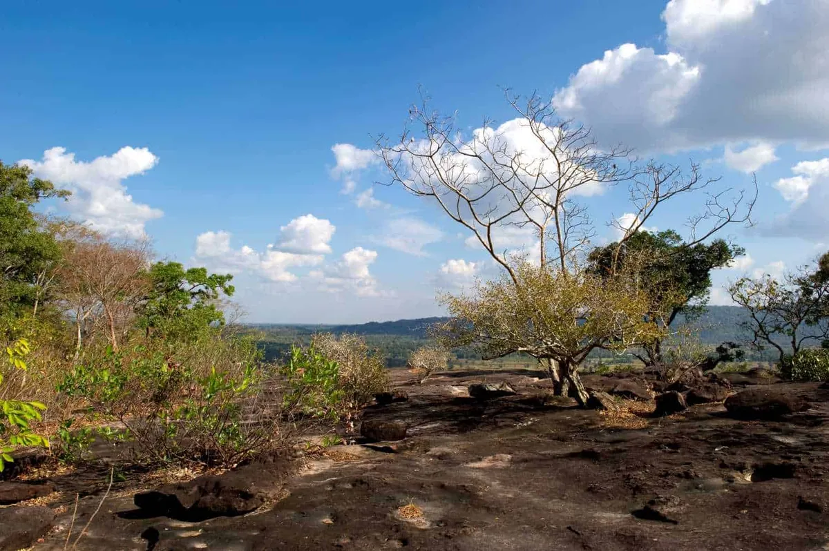 Phu Sa Dok Bua National Park