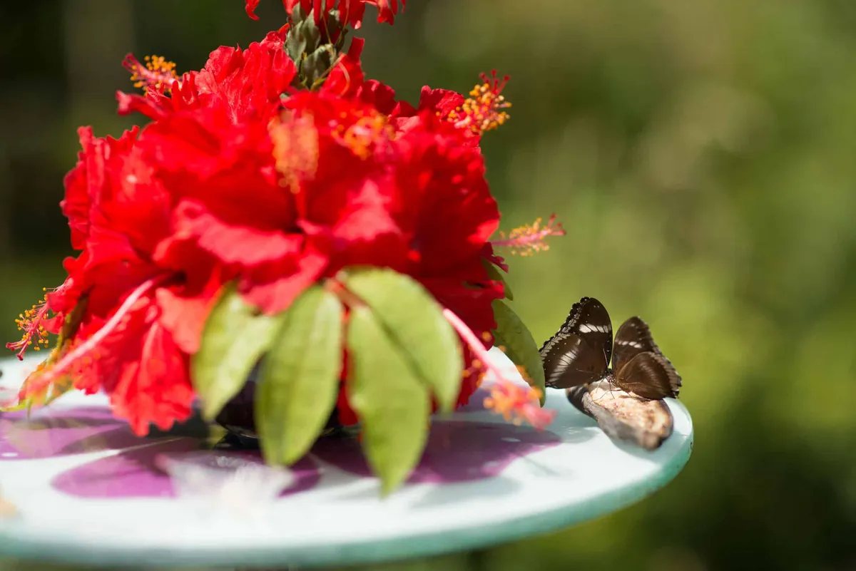 Phuket Butterfly Garden and Insect World