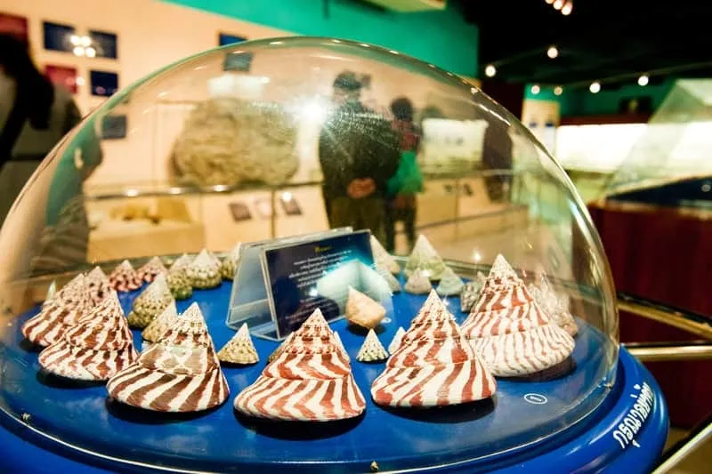Phuket Sea Shell Museum