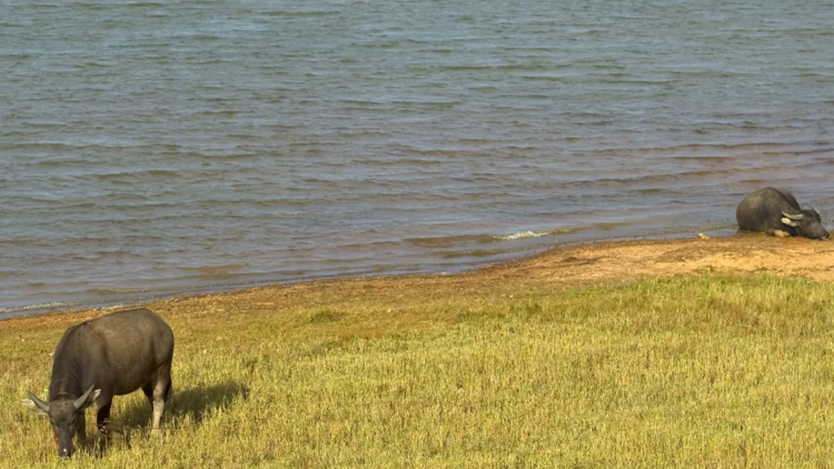 Phuttha Utthayan Reservoir