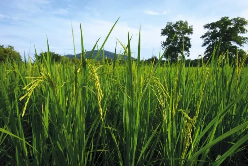 Pikun Thong Royal Development Study Center