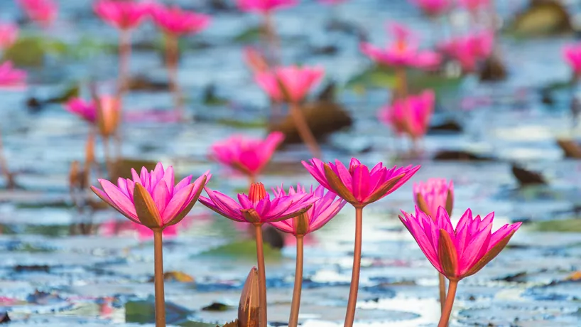 Pink Water Lily Field, Ban Na