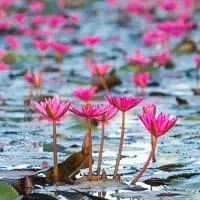 Pink Water Lily Field, Ban Na
