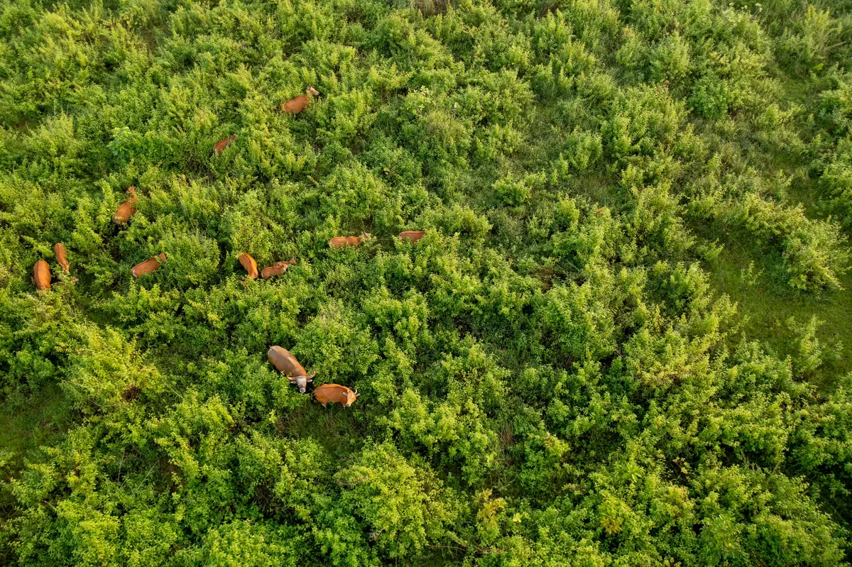 Rabam Wildlife Tourism Community Enterprise — photo 5