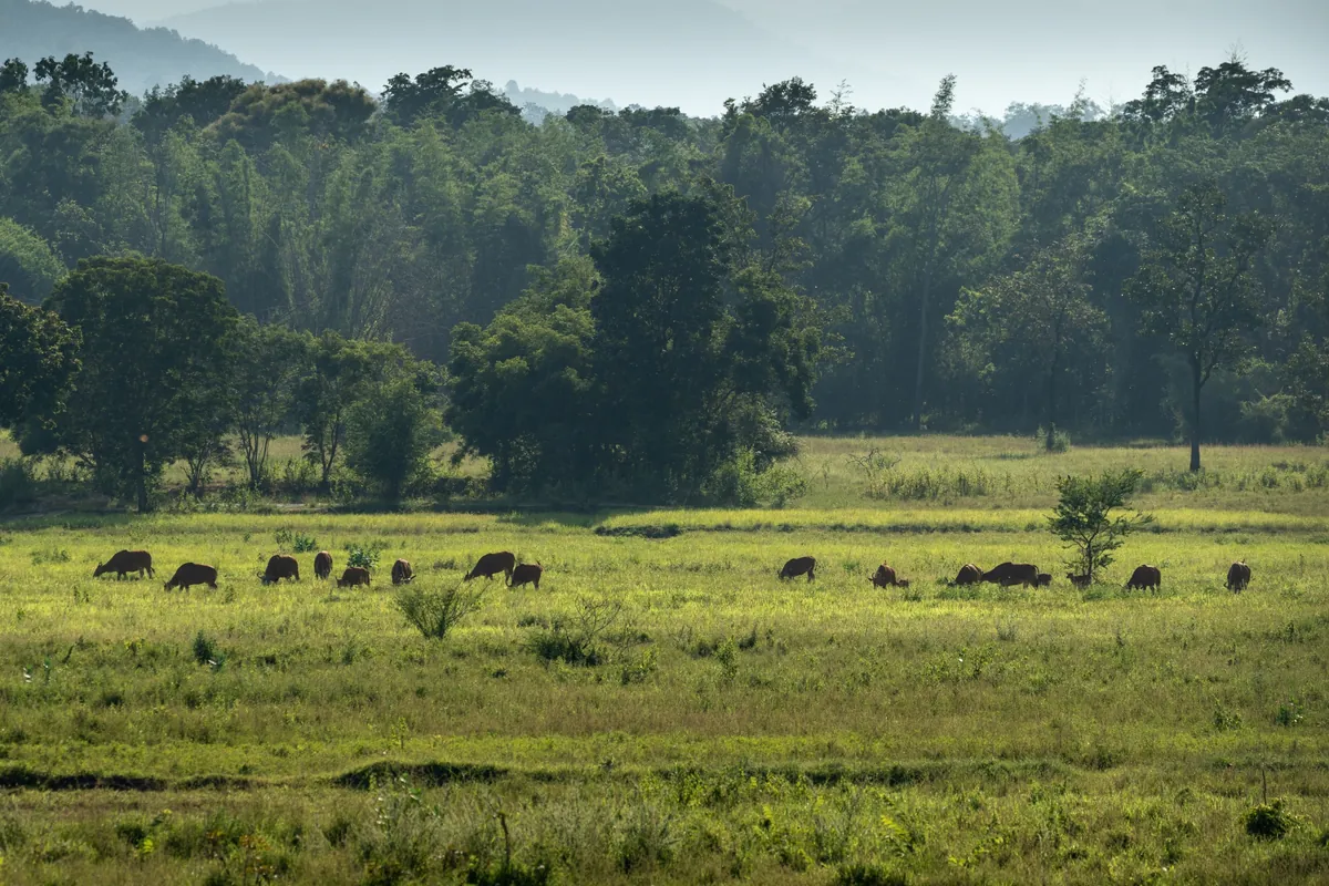 Rabam Wildlife Tourism Community Enterprise — photo 4