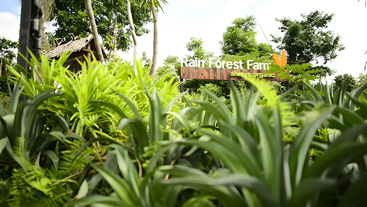 Rainforest Farm