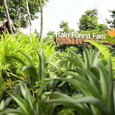 Rainforest Farm
