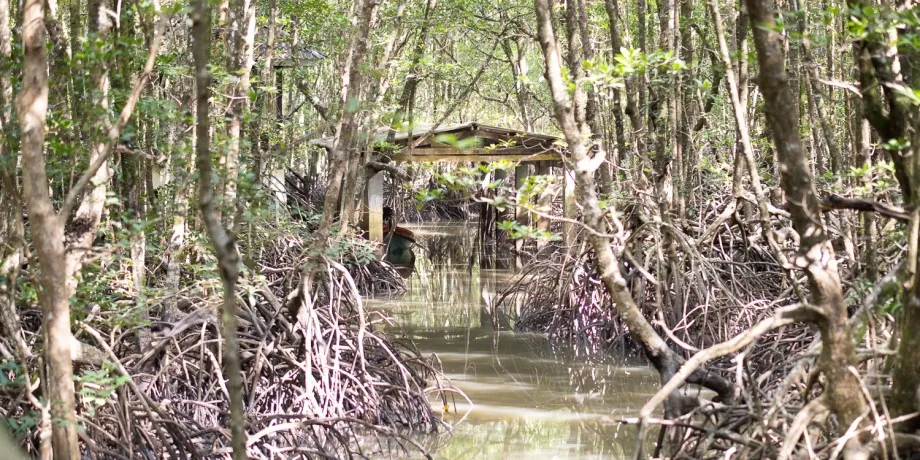 Ngao Mangrove Forest Research Centre — photo 3