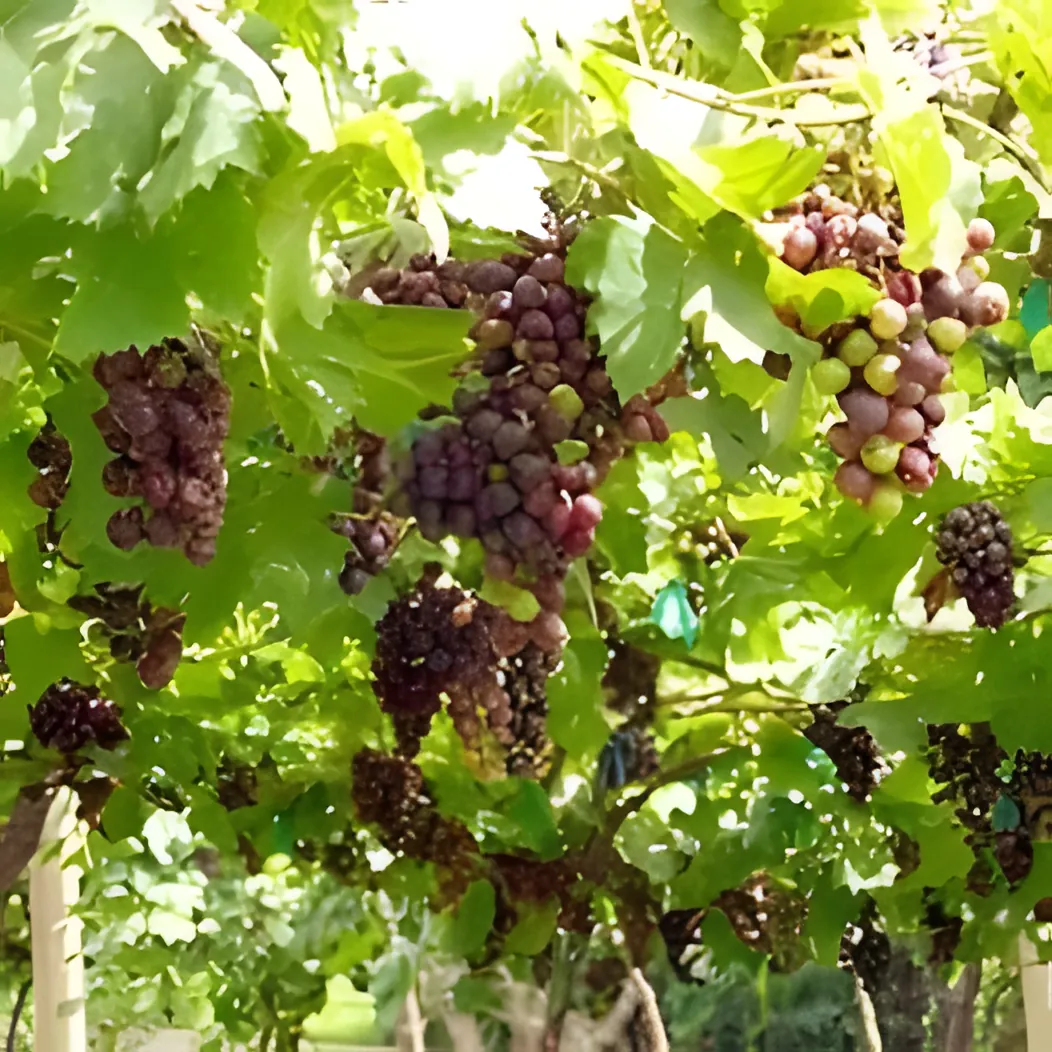 Rattana Thong Chai Grape Garden