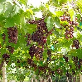 Rattana Thong Chai Grape Garden