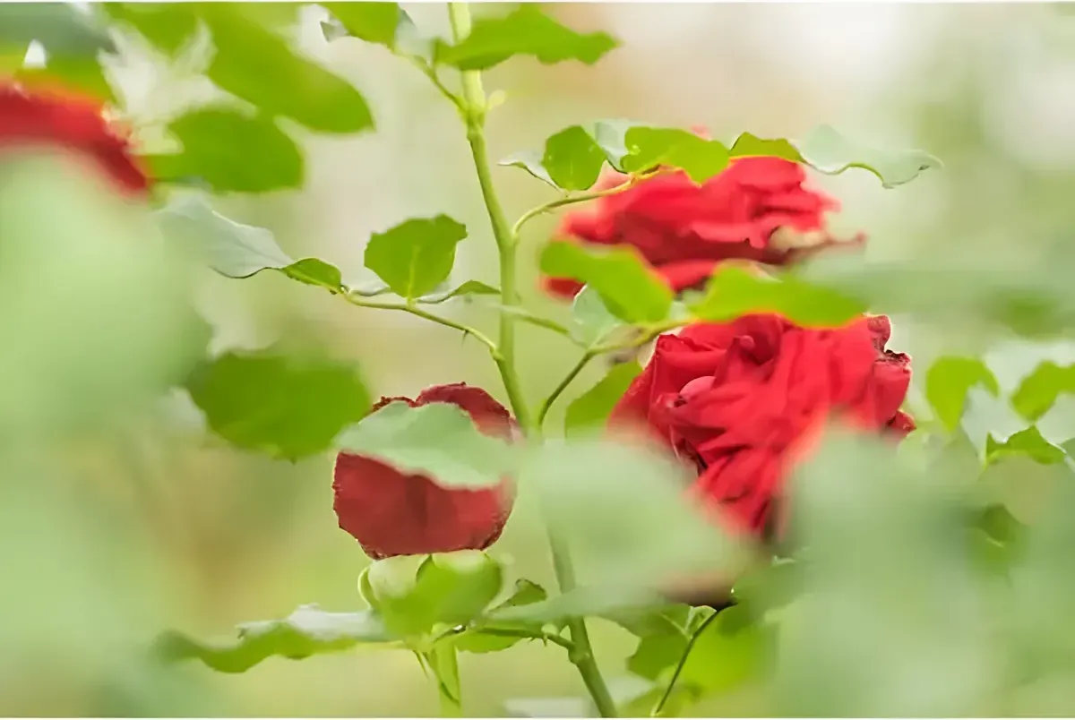 Rose Farms in Phop Phra