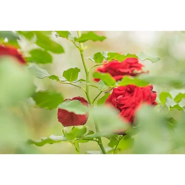 Rose Farms in Phop Phra