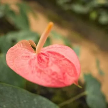 Royal Initiated Project