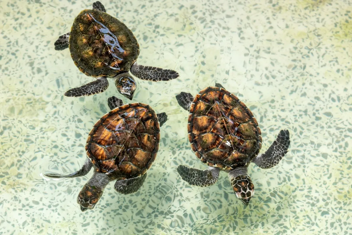 Royal Thai Navy Sea Turtle Conservation Center — photo 3