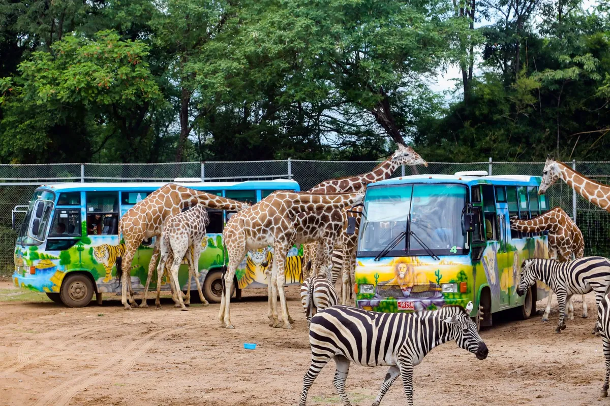 Safari Park Open Zoo & Camp — photo 3
