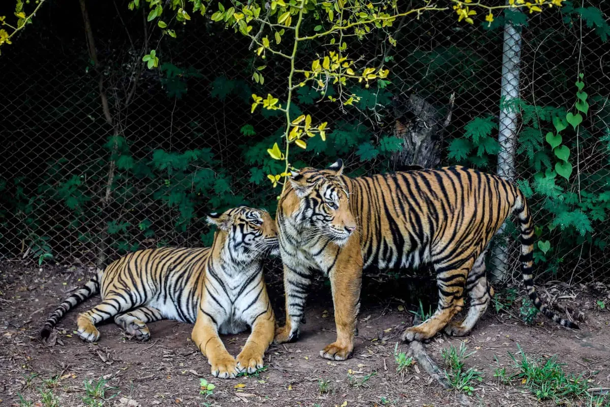 Safari Park Open Zoo & Camp