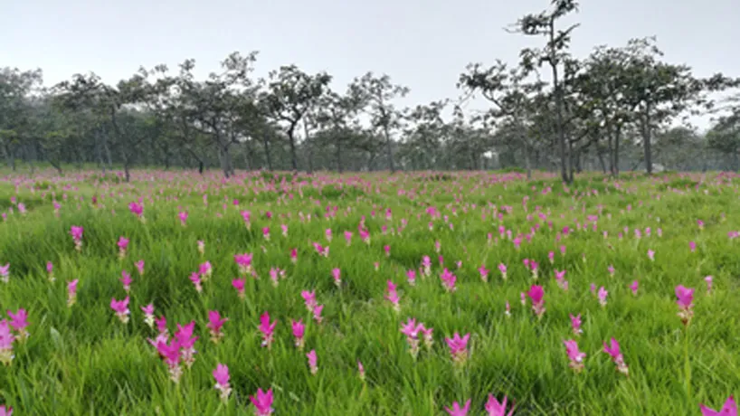 Sai Thong National Park