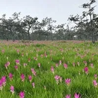 Sai Thong National Park