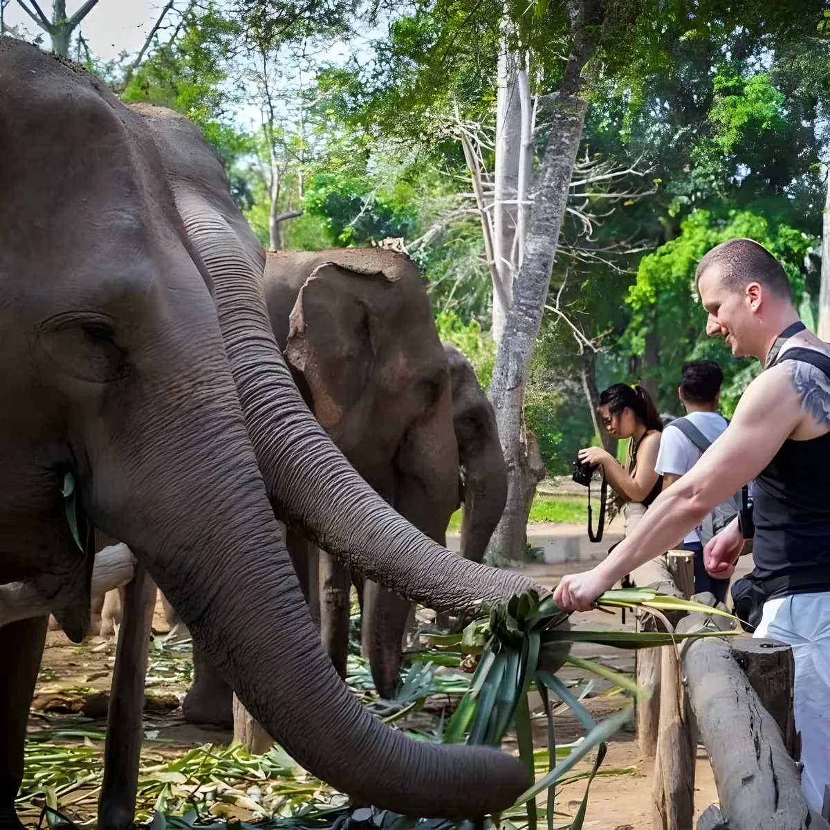 Sai Yok Elephant Village