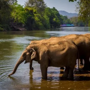 Sai Yok Elephant Village — photo 2