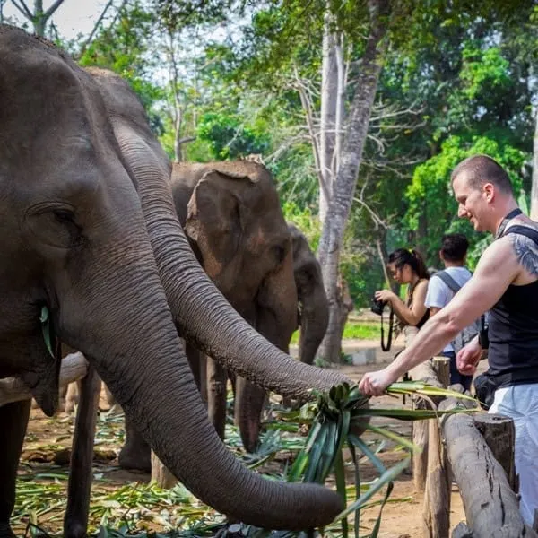 Elephants at Sai Yok village in Kanchanaburi