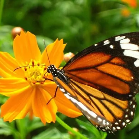 Samui Butterfly Park